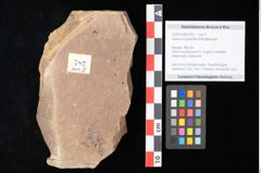 Foto (Objekt + Etikett) von Quercus palaeoilex Ettingshausen (NHMW-GEO-2024-0188-0782)